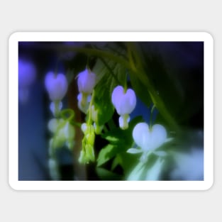 elegant white bleeding hearts, blue Sticker